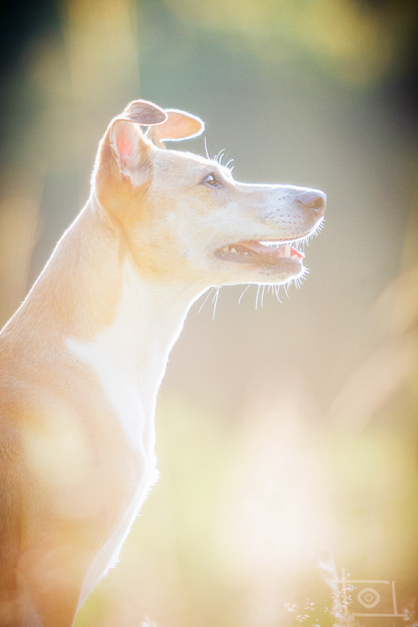 Bella (Podenco, Unbekannt) Podenco Unbekannt 